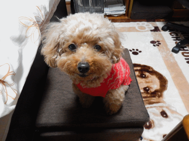 こころちゃん