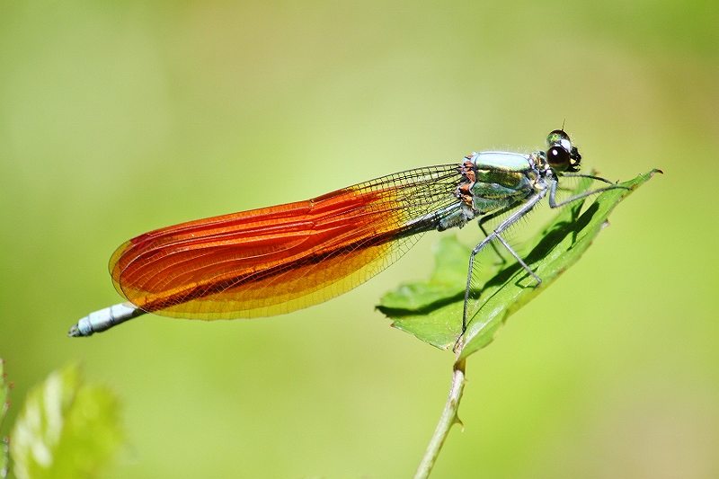 IMG_0746 (800x533).jpg