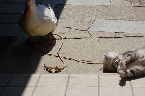 DSC_0130.JPG