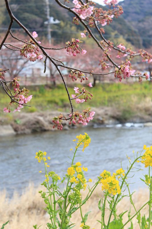 河津川桜１－６.jpg