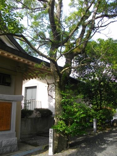 住吉神社乃木希典手植えの松 (375x500).jpg