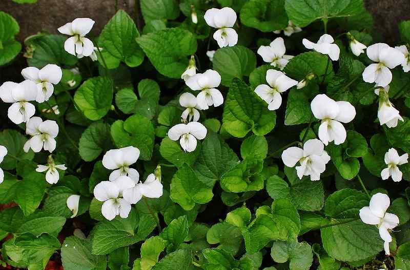 IMG_9496 (800x526).jpg