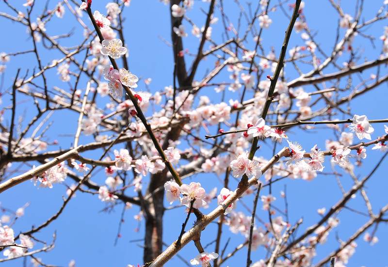 開花直前のやっつけ剪定の為・・・