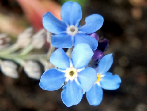 ワスレナグサの花・移植した。