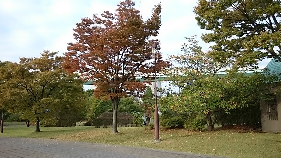 秋の色　辰巳公園