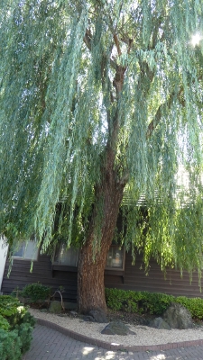 P1000477 (225x400).jpg