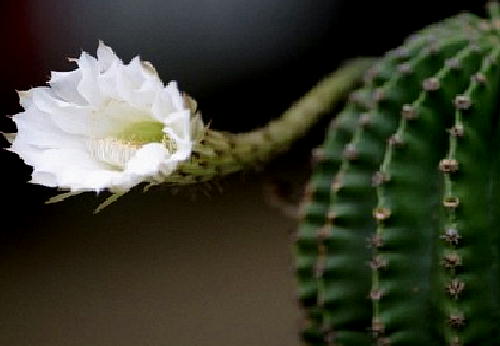 サボテンの花４