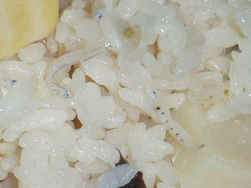 PA4260ちりめん筍ご飯.jpg