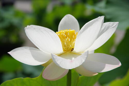 昭和記念公園のハスの花