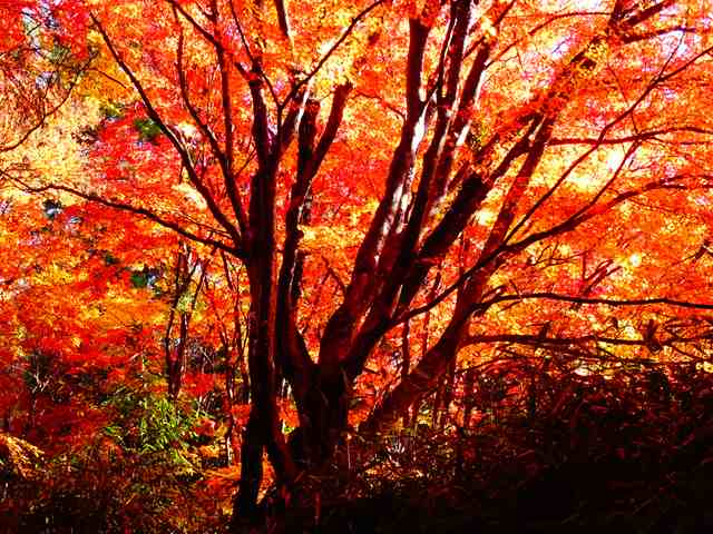 DSC08163_R.JPG