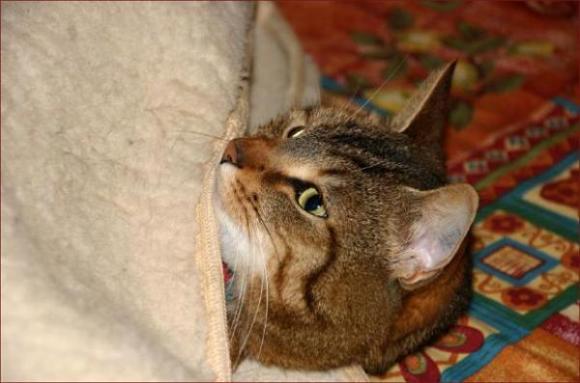 画像はイメージです