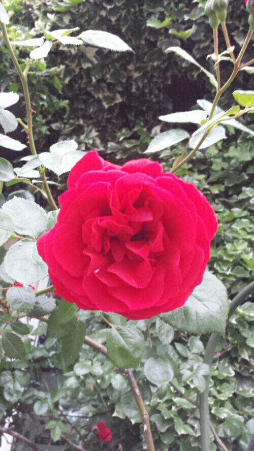 rblog-20170513092635-03.jpg