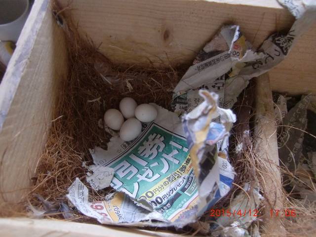 文鳥の巣箱