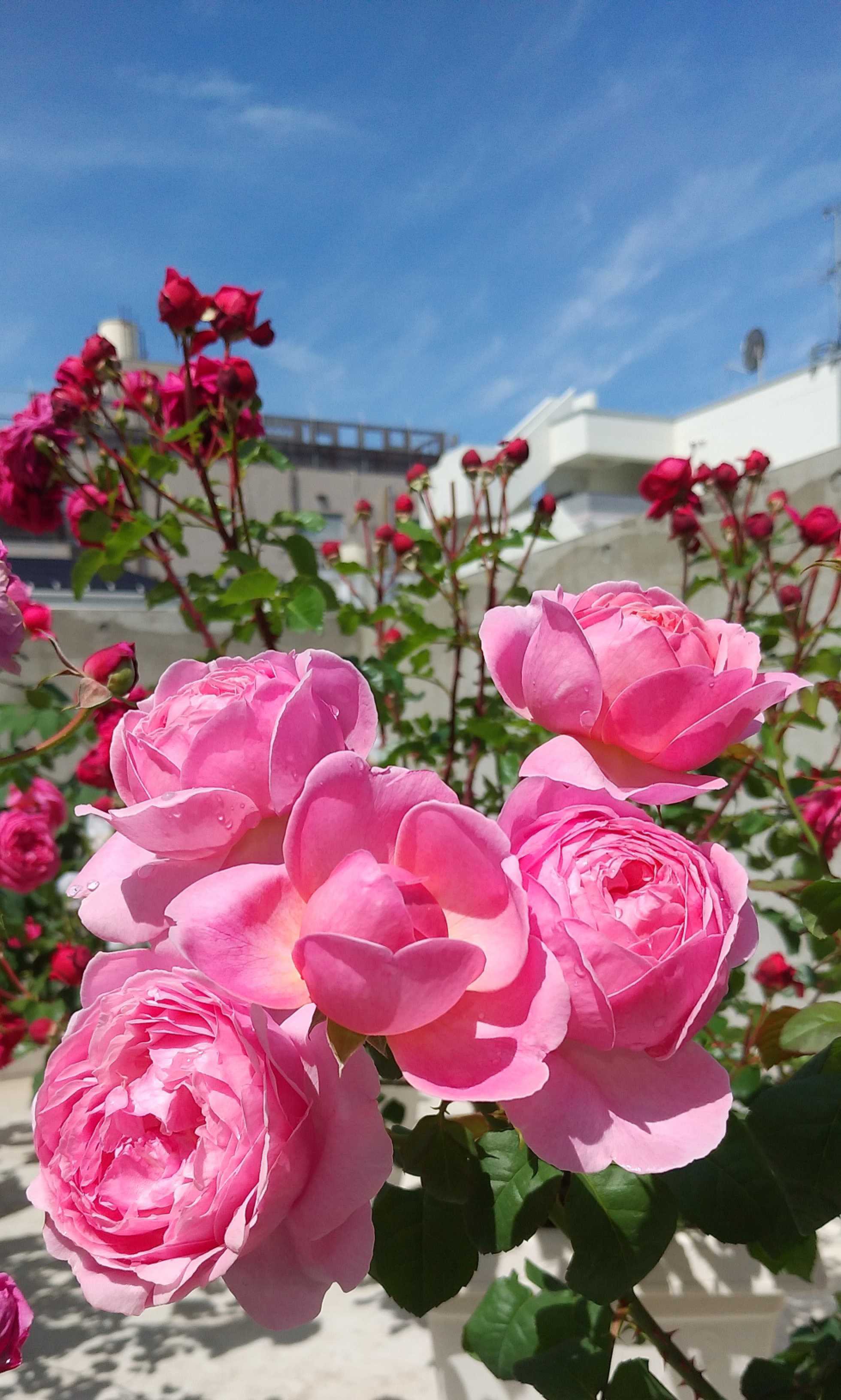 フルーツの強香でピンク色のバラ | 東京のど真ん中でバラ生活 - 楽天ブログ
