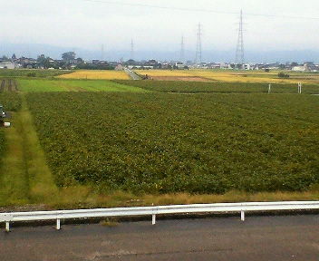 収穫が終わった田んぼの一角に残った大豆畑