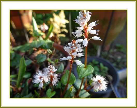 令和３年４月２日 春虎の尾一つ一つも長閑なり 花の歳時記 天南星の魅力 山野草 楽天ブログ