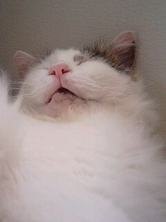白家猫吉の部屋