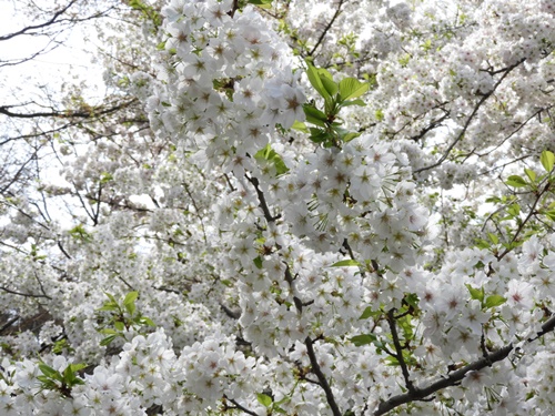 皇居東御苑