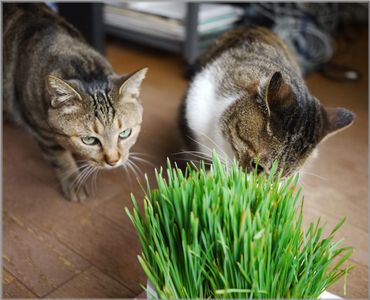 なにひとりで食べてんのー