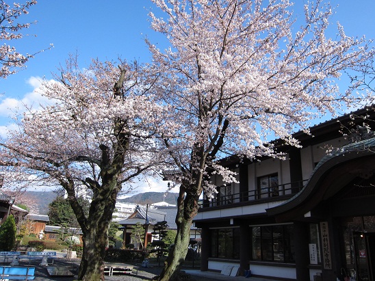 別院桜２.jpg