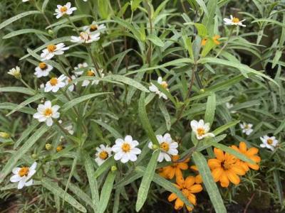 地植えの多肉 ホワイトベルベット。アクセス数を解析してみた