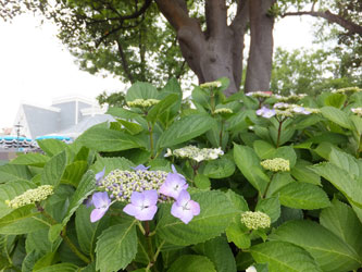 Flower57