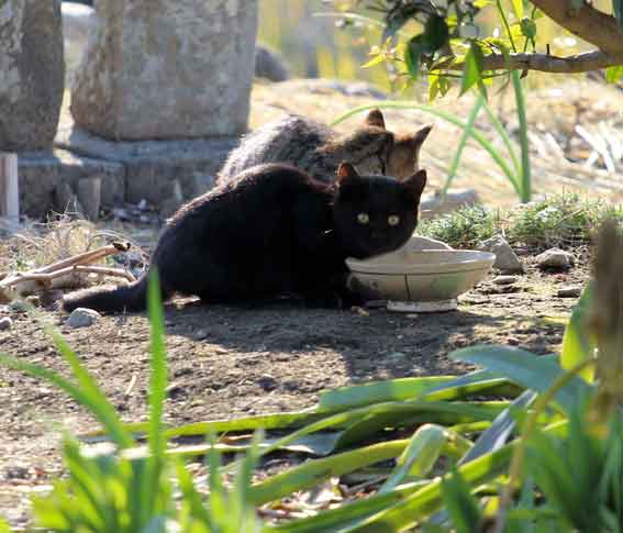 我が家のニャンコ♪2013/12/16-3