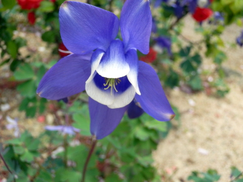 オダマキの花一輪