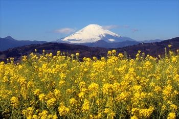 富士山と菜の花 吾妻山公園 神奈川県中郡二宮町 Free Will 楽天ブログ