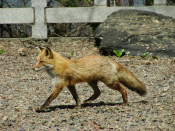 fox.JPG