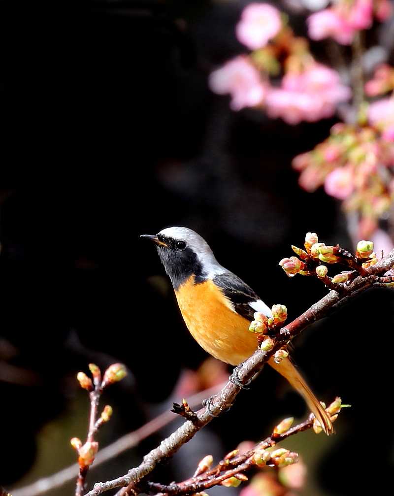 春の誘い：花と野鳥 | ようやん123のブログ - 楽天ブログ