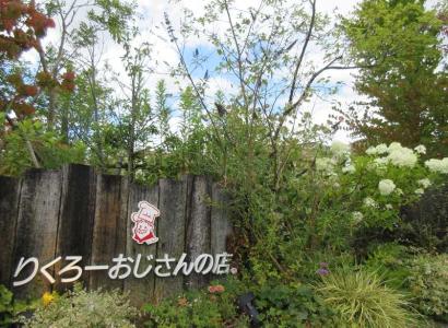 花の苗 狭い庭を花いっぱいにする育て方 楽天ブログ 花の苗 狭い庭を花いっぱいにする育て方 楽天ブログ