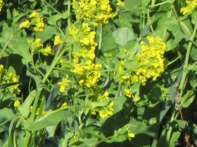 花８菜の花.jpg
