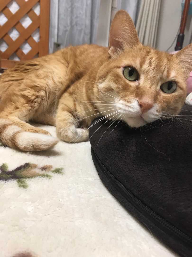 ねこ3兄弟 きなこライフ 楽天ブログ