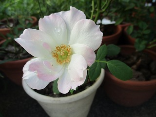 IMG_8215ss.jpg