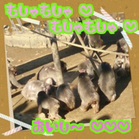 さるといもF.jpg