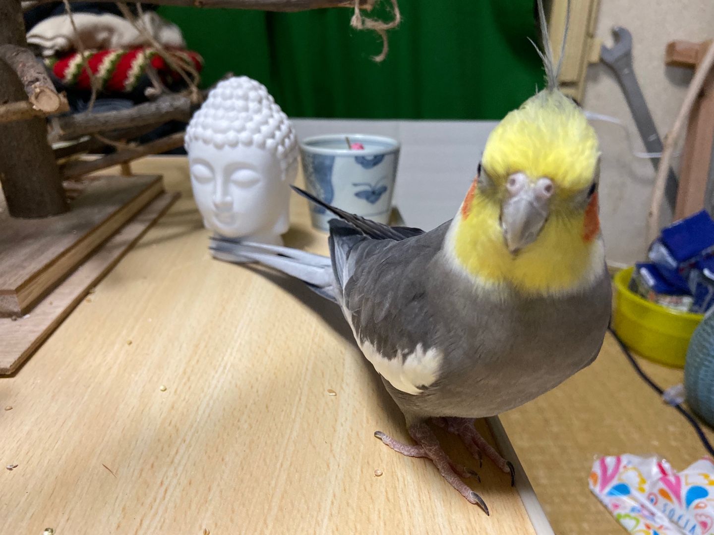 オカメインコ うちのインコズ 楽天ブログ