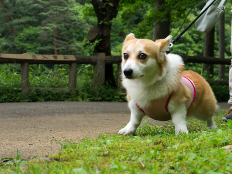 はな