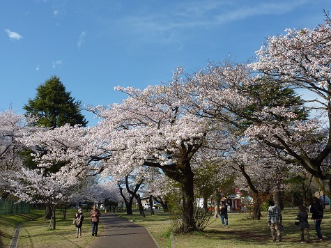 狭山湖の桜.jpg