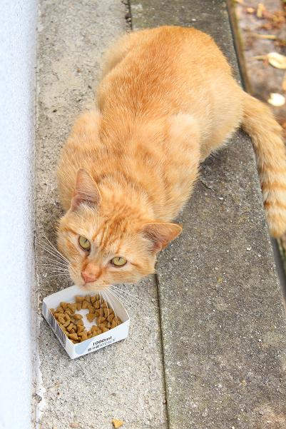 IMG_1432 - コピー.JPG