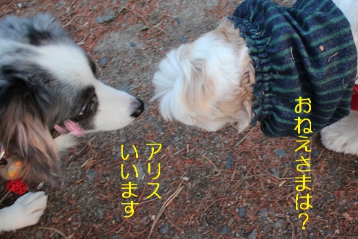 アリスいいます