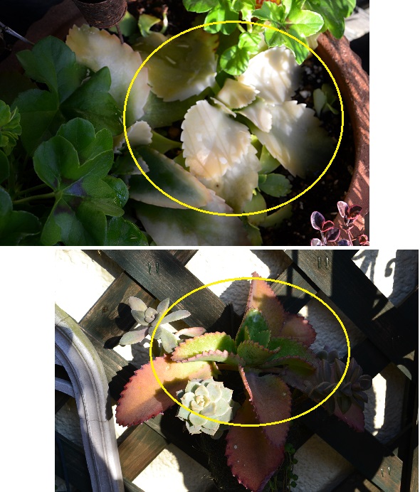 DSC_0203.JPG