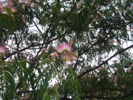 P1150002（ネムノキ）.jpg