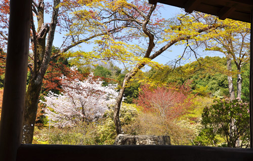 桜２.jpg