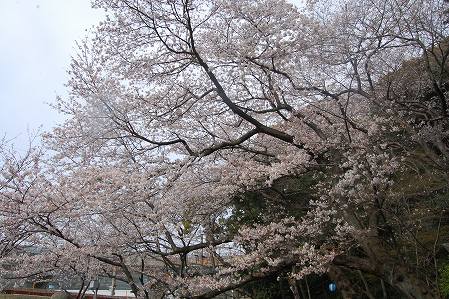 s-DSC_0437.jpg