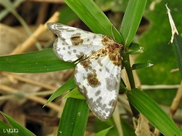 ユウマダラエダシャク ヒメマダラエダシャクとの違いは微妙です いねねの趣味三昧 昆虫 野鳥 古寺巡り 読書 木工 語学など 楽天ブログ