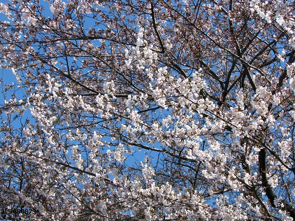 IMG_0964 - コピー (3) - コピー.JPG