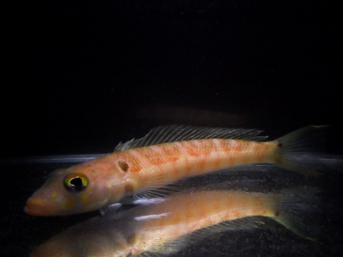 Parapercis rufa1　2016年12月沖縄採集　水深100-150m
