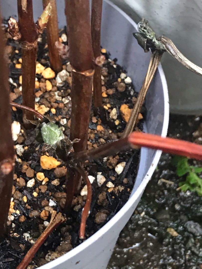 アナベルの新芽と挿し木 りんすいのブログ 楽天ブログ