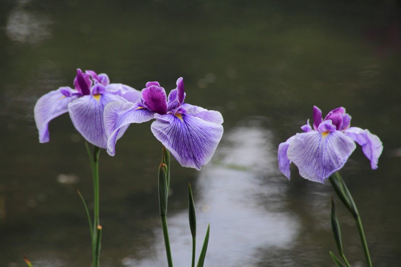 菖蒲園_007.jpg